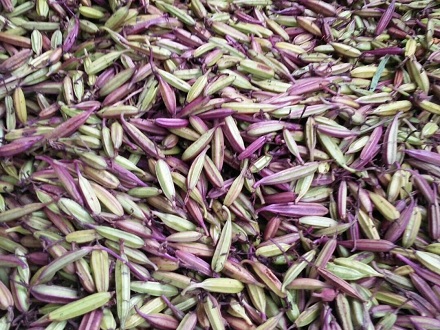 白芨種子基地批發