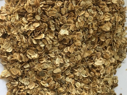 川白芷種子基地批發