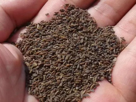 <b>31號柴胡種子基地批發</b>