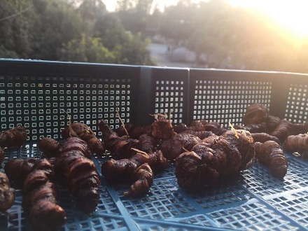 <b>拓青對2019年中藥材種植趨勢及行情分析</b>