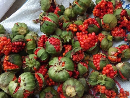 <b>重樓種子基地批發</b>