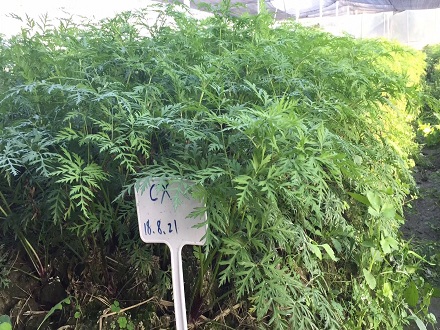 川芎種子，川芎苓子，川芎苓種，川芎種