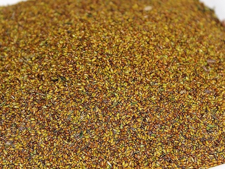 雞爪黃蓮種子基地批發