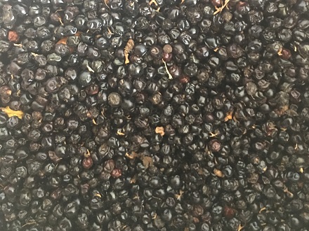 <b>川射干種子基地批發(fā)</b>